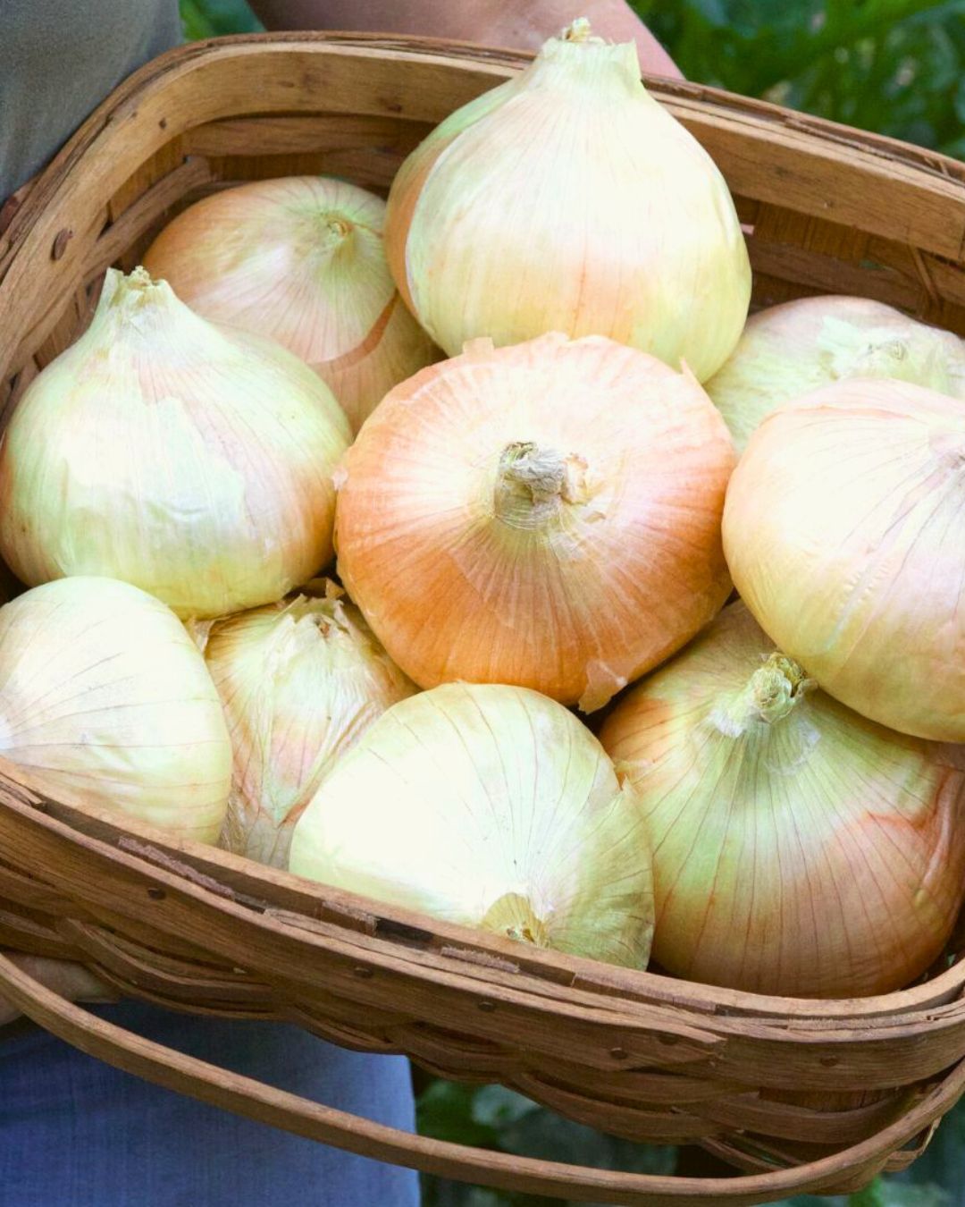 Onion Plants