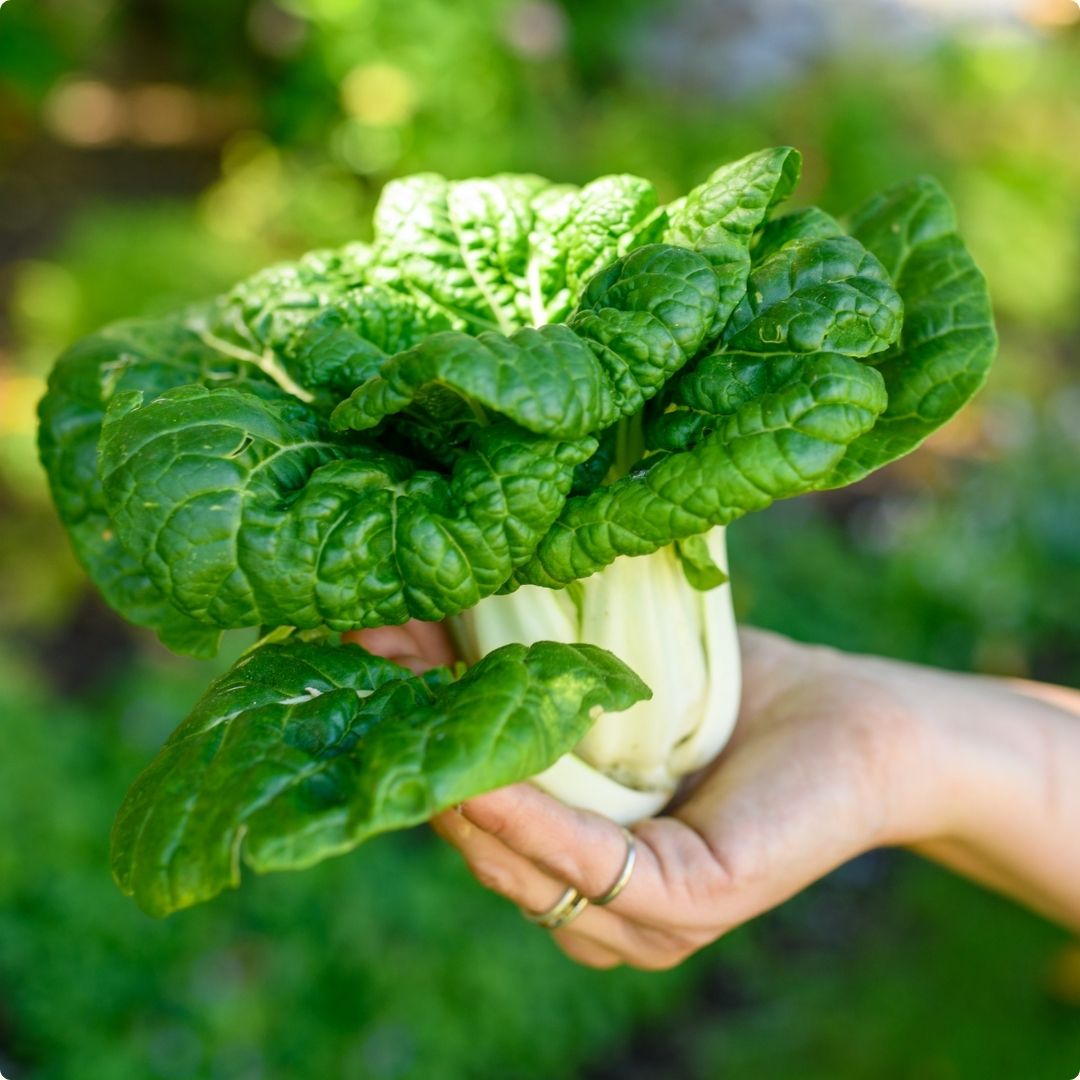 Pak Choi
