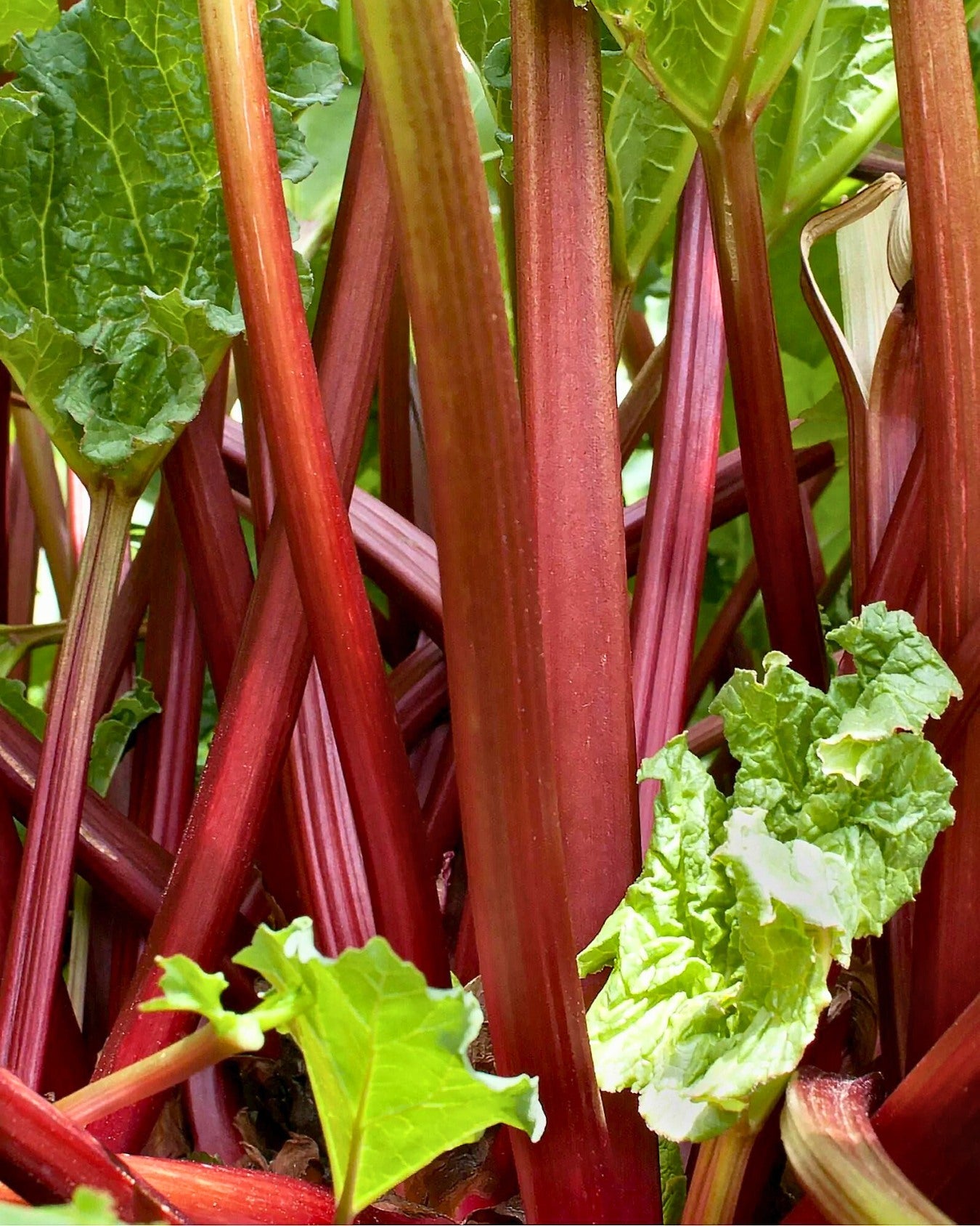 Rhubarb