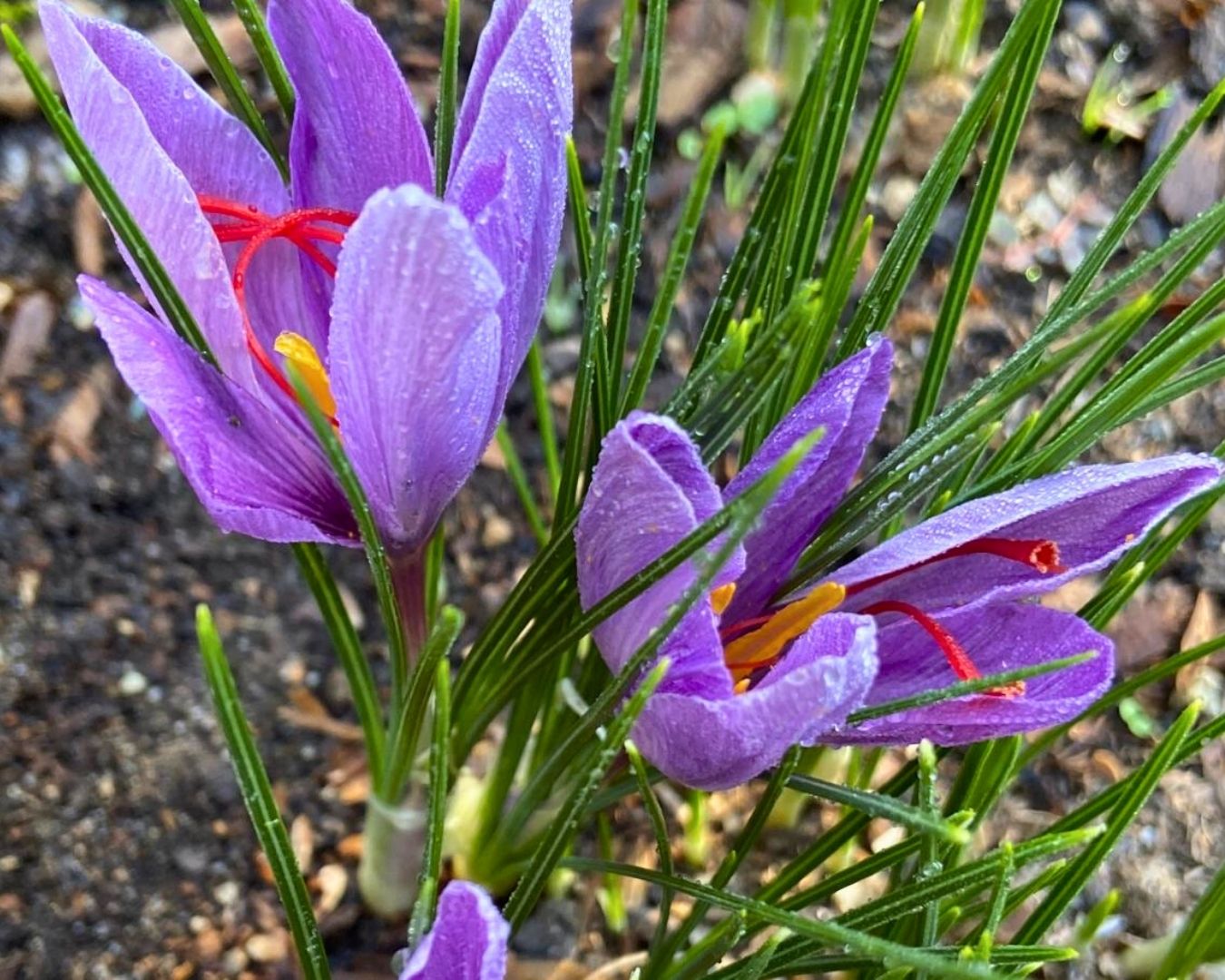 Saffron