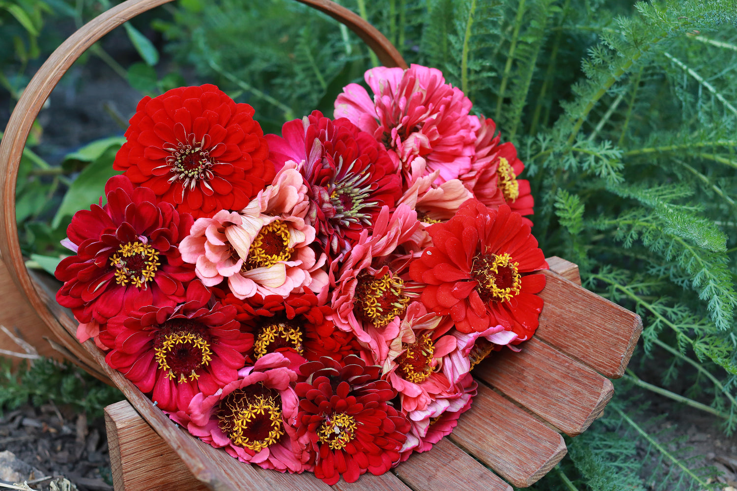 Summer Lovers