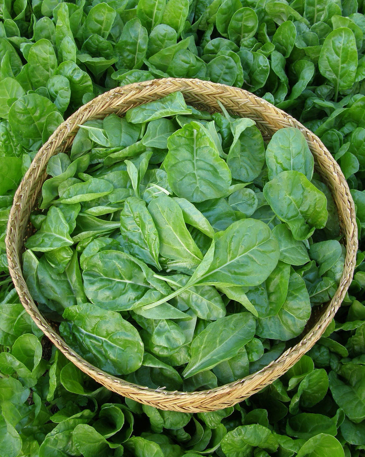 Fast-Growing Vegetables and Herbs