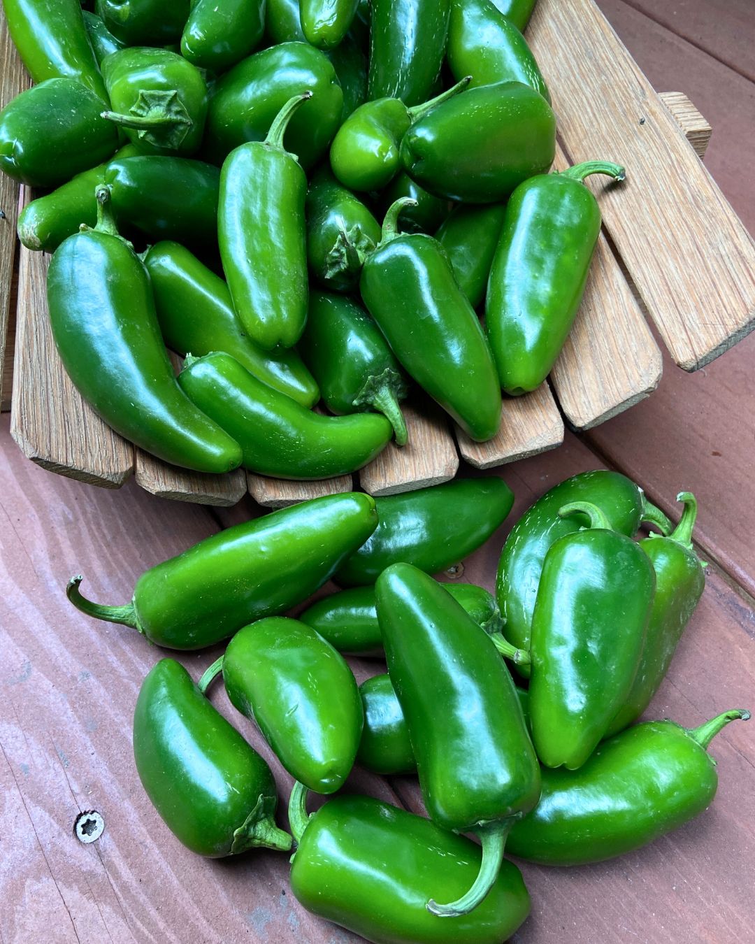 Seeds to Start Early Indoors