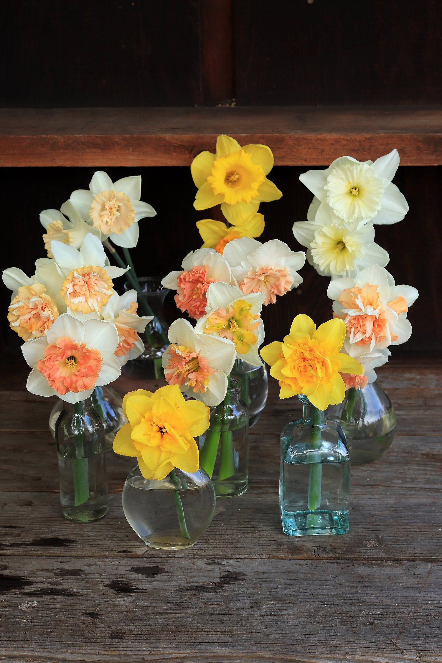 Daffodils