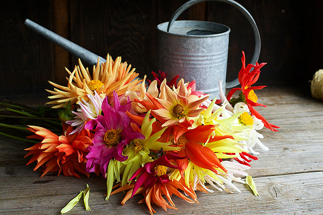 Hidden Gems of Renee's Garden