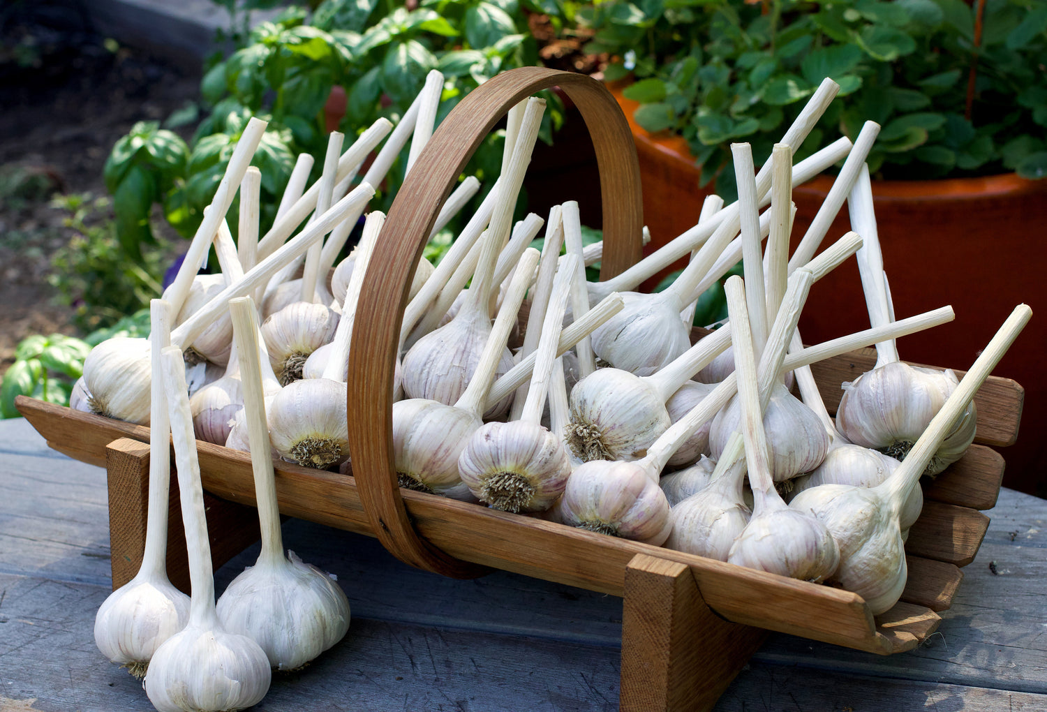 Garlic