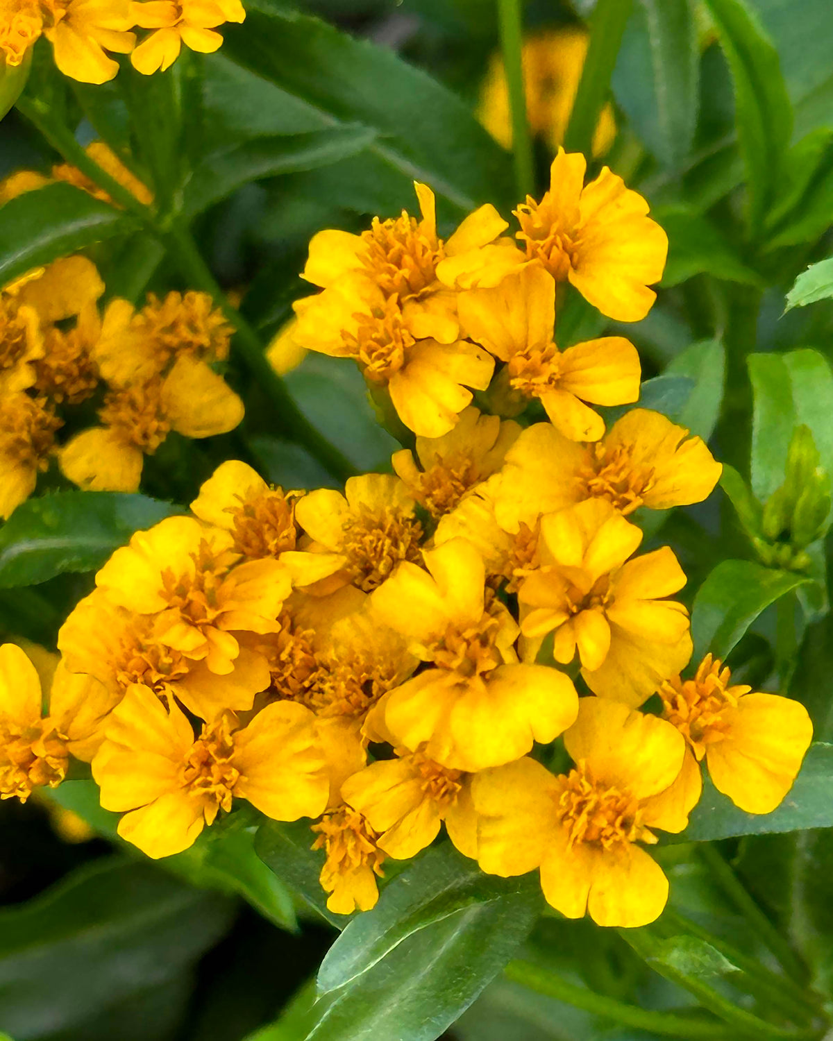 Tarragon