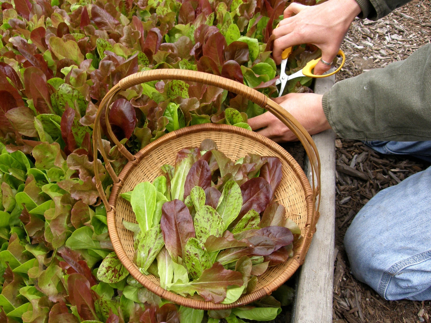 Cut and Come Again Lettuces