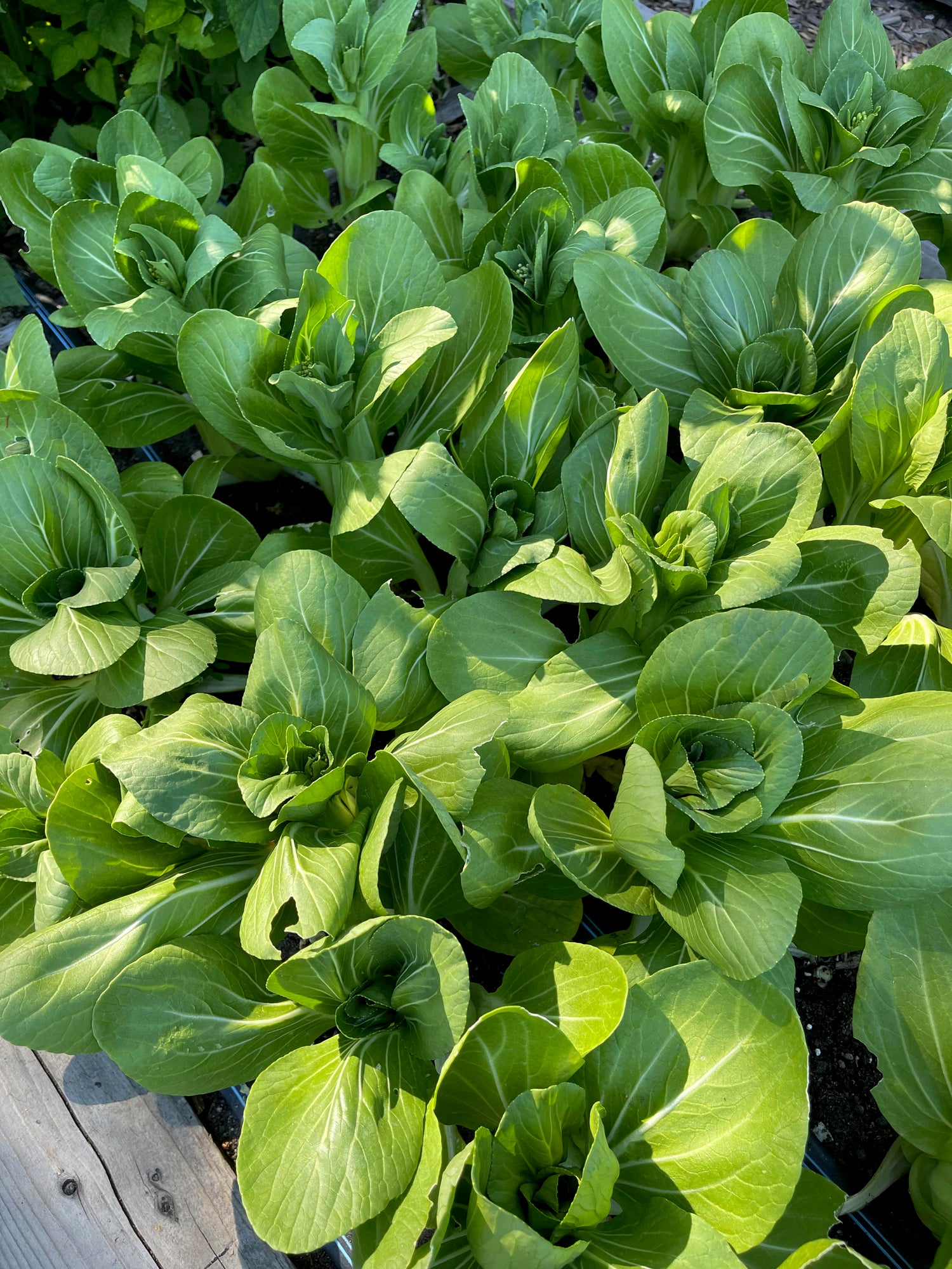 Cool Season Vegetables