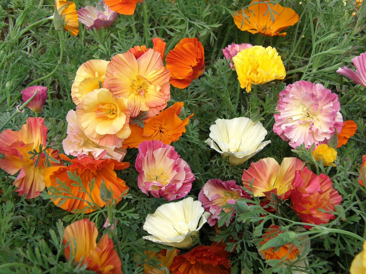 California Poppies