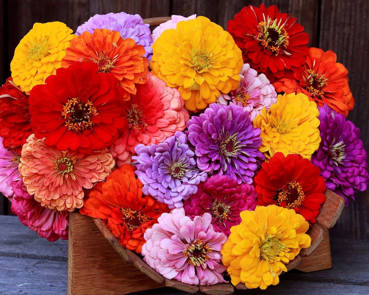 Zinnias