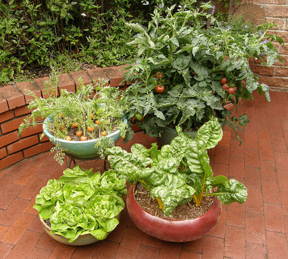 buy potted vegetable plants The Container Kitchen Garden' Easy To Grow Collection – Renee's Garden