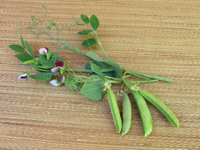 Tall Snap Peas - Magnolia Blossom