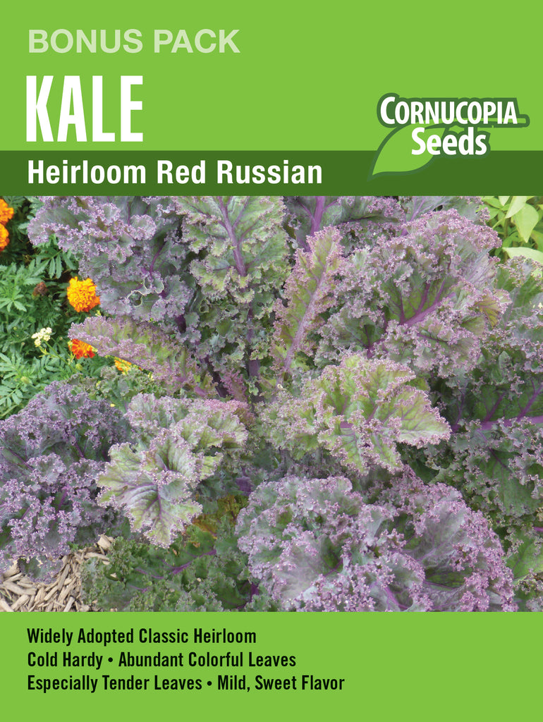 Heirloom Red Russian Kale