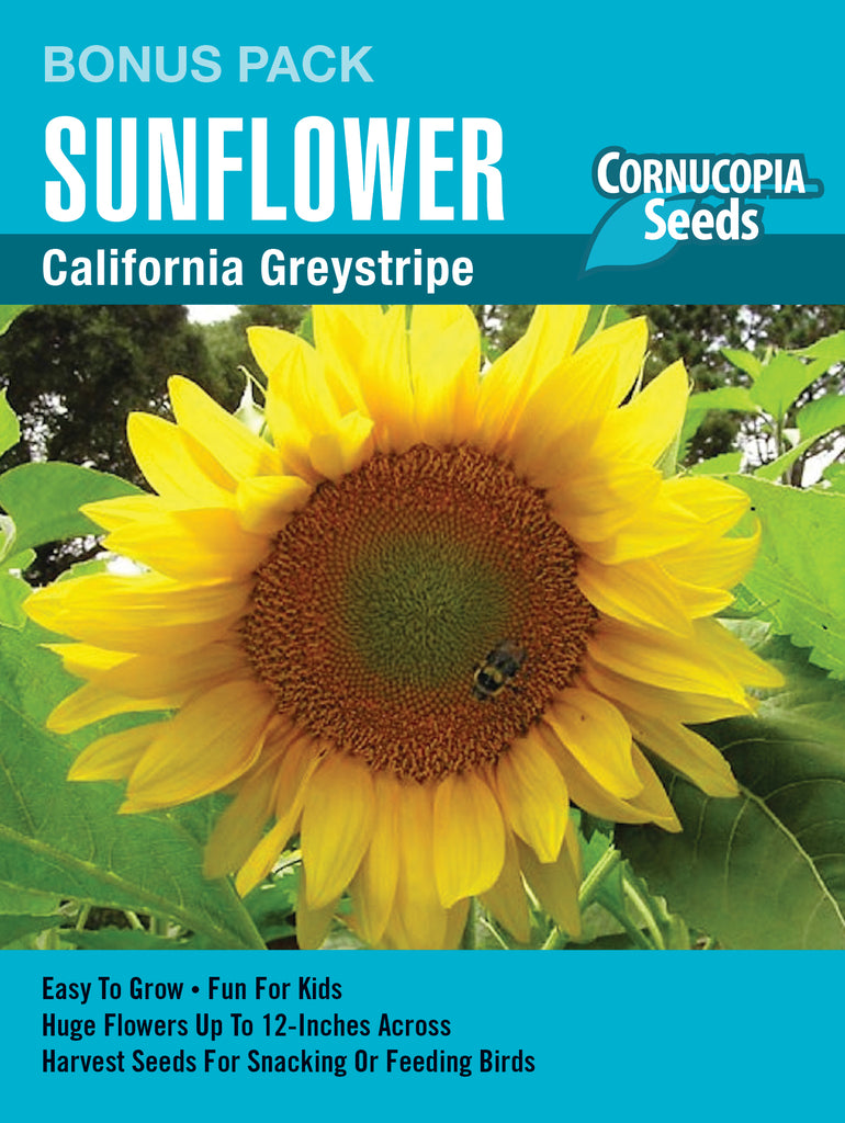 CA Greystripe Sunflower
