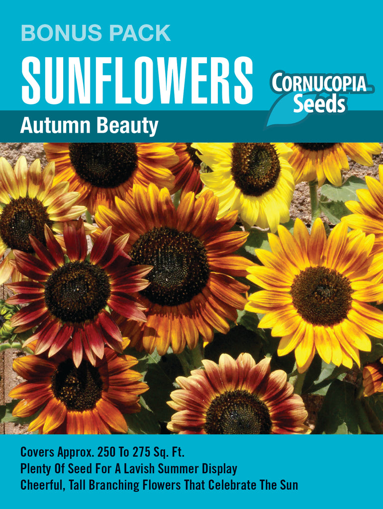 Heirloom Sunflowers, Autumn Beauty
