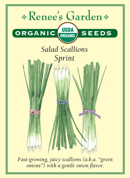 scallion flower seeds Sprint' Salad Scallions – Renee's Garden