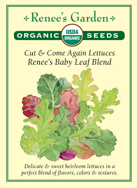 Cut & Come Again Lettuces