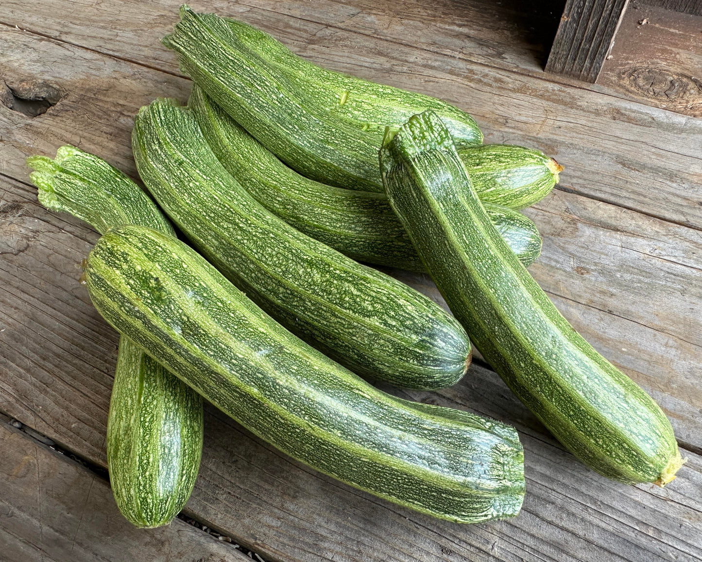 Heirloom Italian Zucchini - Classic Cocozelle Organic