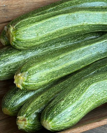 Heirloom Italian Zucchini - Classic Cocozelle Organic