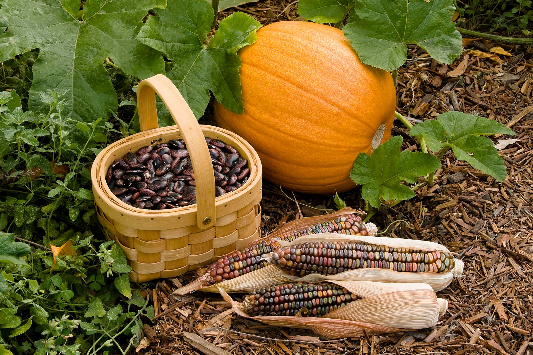 garden seeds delivered to sisters wow 'Native American Three Sisters Garden' Bonus Pack
