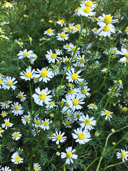 Flowering Herbs - Bodegold Chamomile