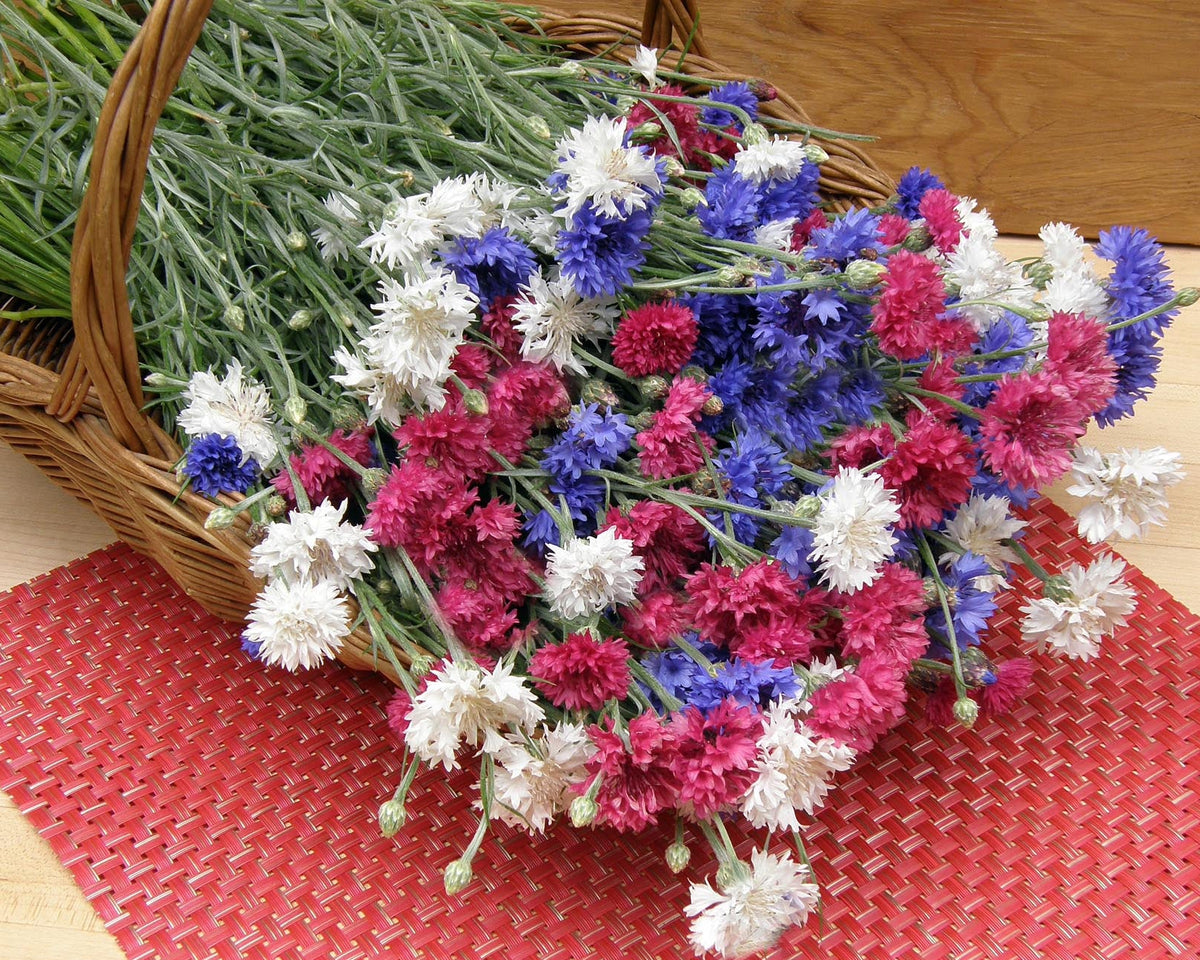 Heirloom Cornflowers - 4th Of July Mix
