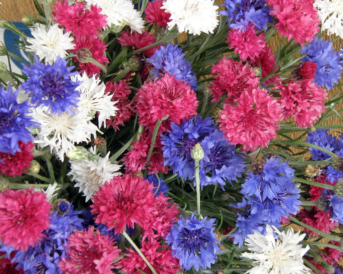 Heirloom Cornflowers - 4th Of July Mix
