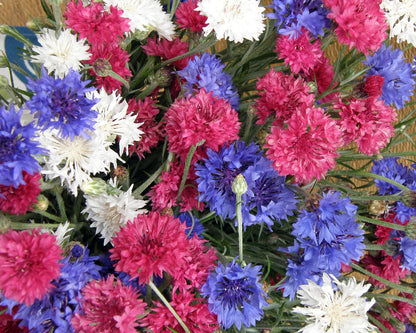 Heirloom Cornflowers - 4th Of July Mix