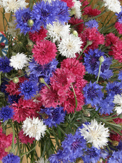 Heirloom Cornflowers - 4th Of July Mix