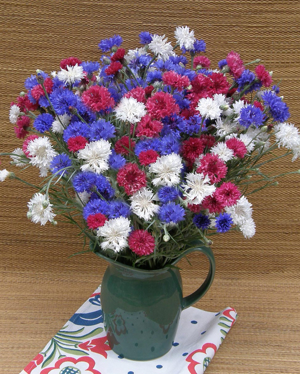 Heirloom Cornflowers - 4th Of July Mix