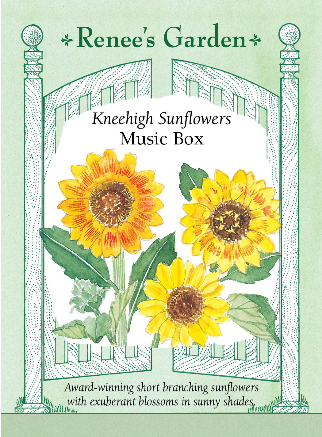 Music Box' Kneehigh Sunflowers – Renee's Garden