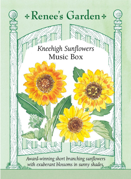 Music Box' Kneehigh Sunflowers – Renee's Garden