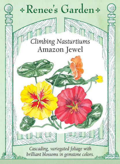 Seed packet for Climbing Nasturtiums with colorful flowers on a green background. Cascading variegated foliage with brilliant blossoms in gemstone colors.