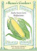 Early Sweet Corn - Bodacious
