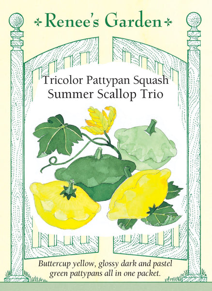 Summer Scallop Trio' Tricolor Pattypan Squash – Renee's Garden