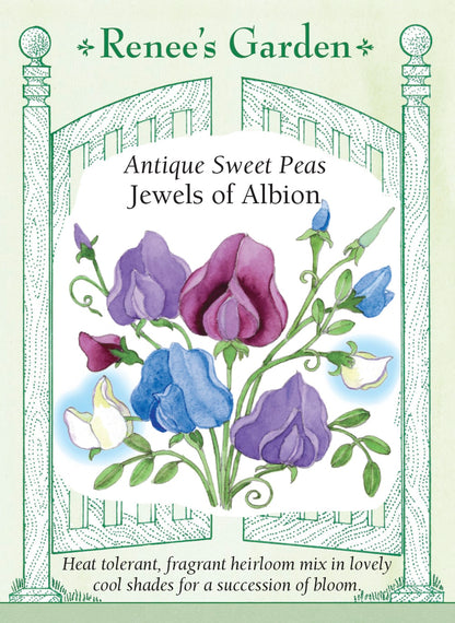 pea flower seeds Jewels of Albion' Antique Sweet Peas – Renee's Garden