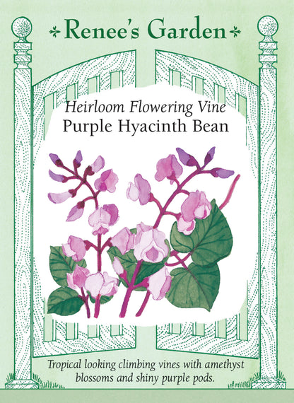 Purple Hyacinth Bean