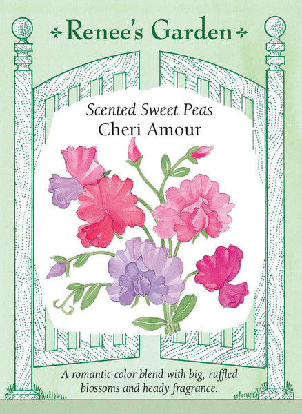 Cheri Amour' Scented Sweet Peas – Renee's Garden