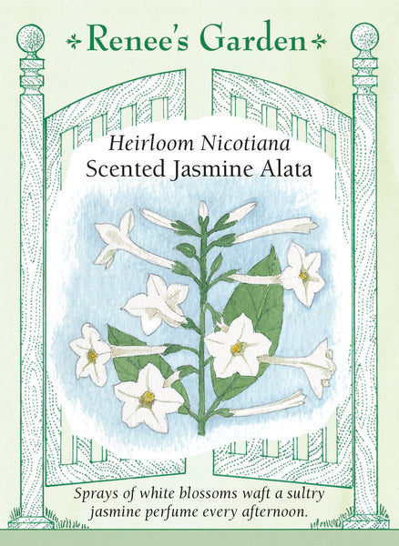 Jasmine Alata' Heirloom Nicotiana – Renee's Garden