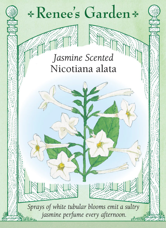 Seed packet for Nicotiana alata with text about Jasmine Scented Nicotiana alata on a green background. Sprays of white tubular blooms emit a sultry jasmine perfume every afternoon.