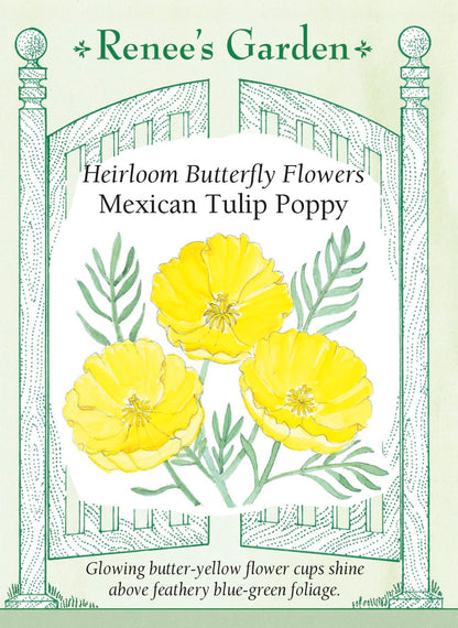 Mexican Tulip Poppy