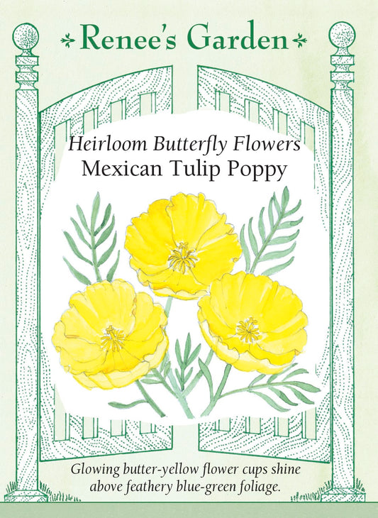 Mexican Tulip Poppy