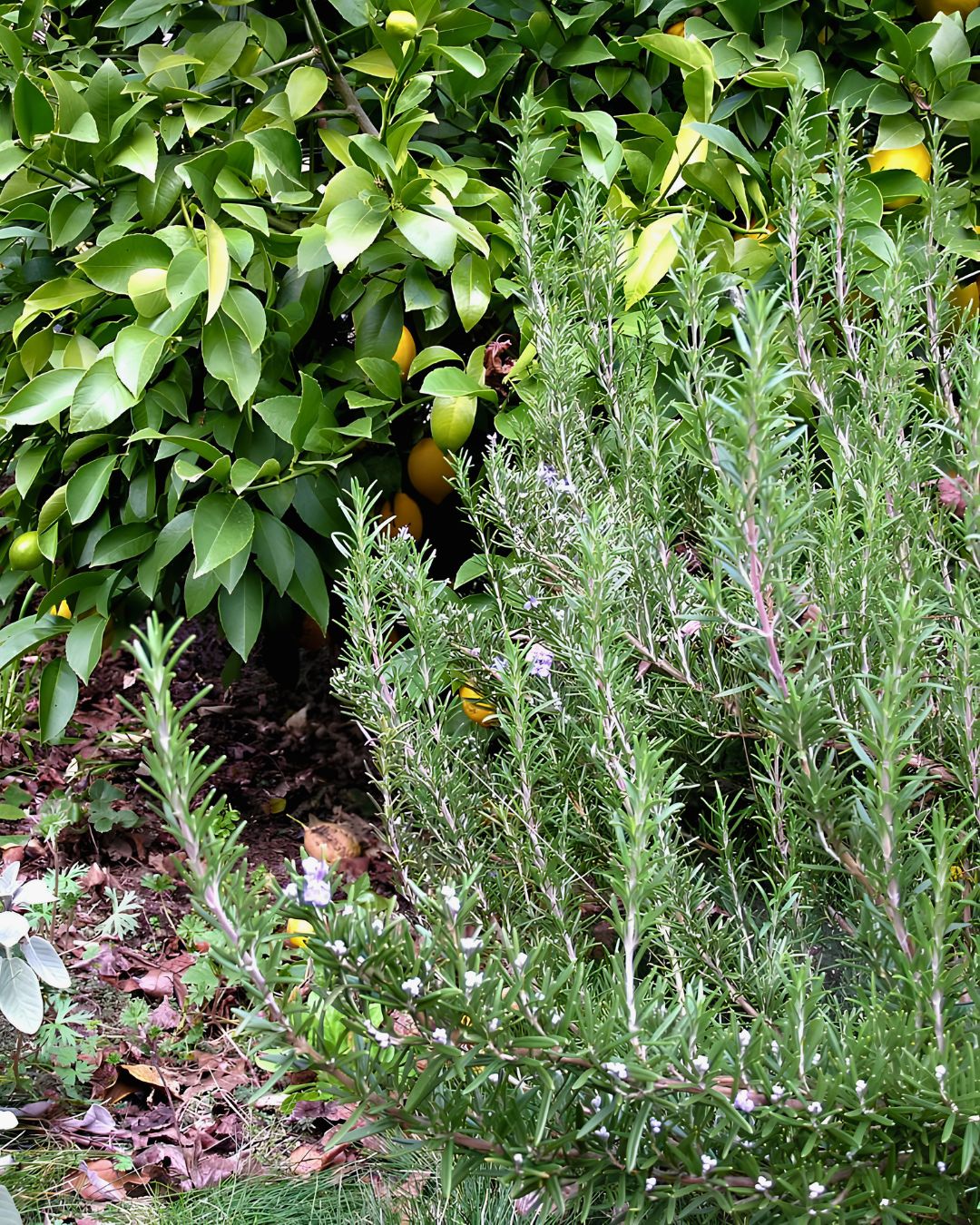 Kitchen Herbs - French Rosemary