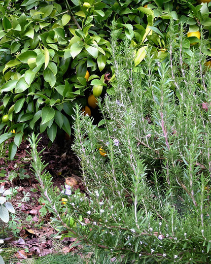 Kitchen Herbs - French Rosemary