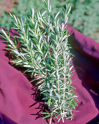 Kitchen Herbs - French Rosemary