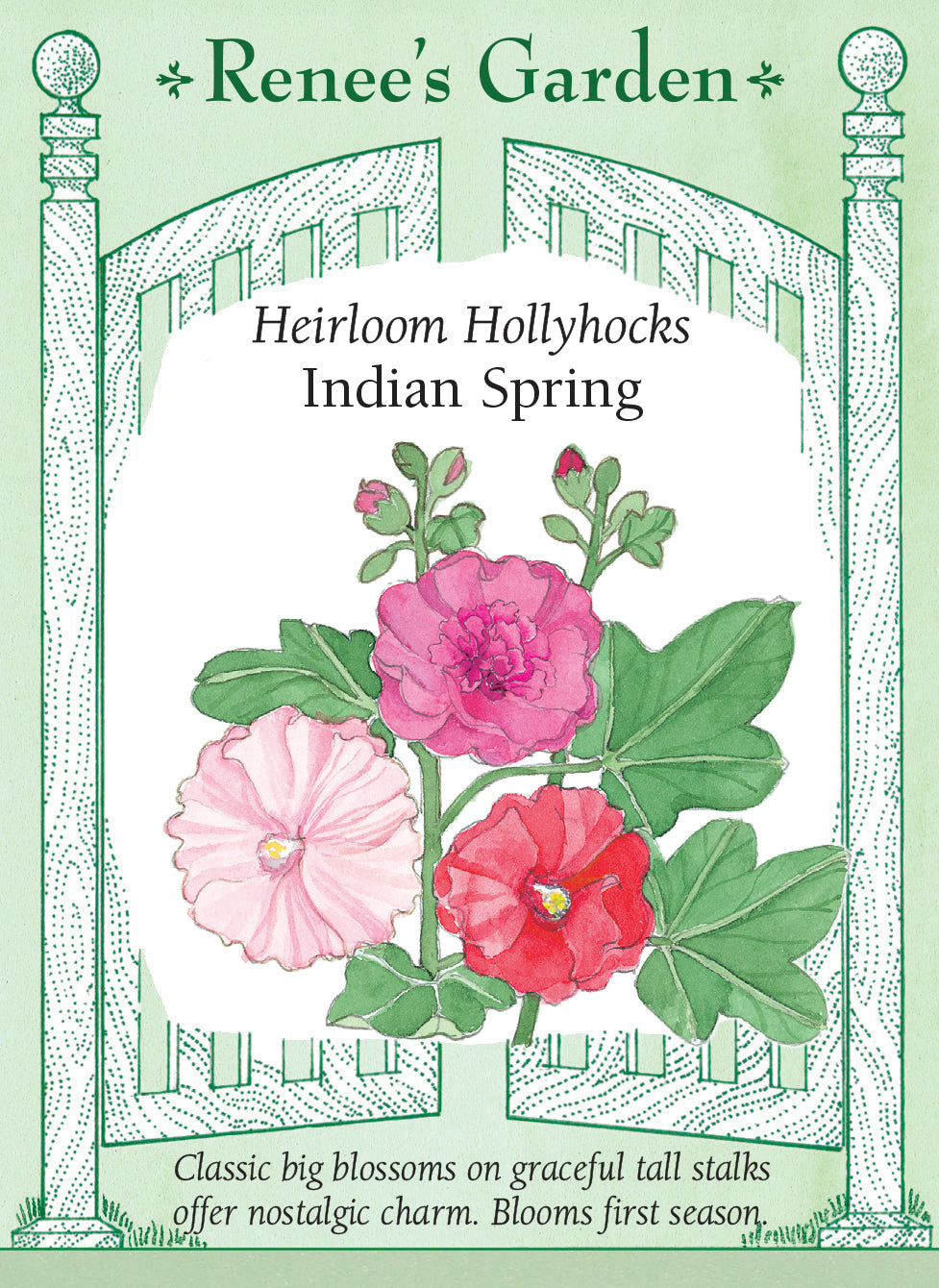 Flower seed packet with illustration of heirloom Hollyhocks 'Indian Spring' in shades of red and pink