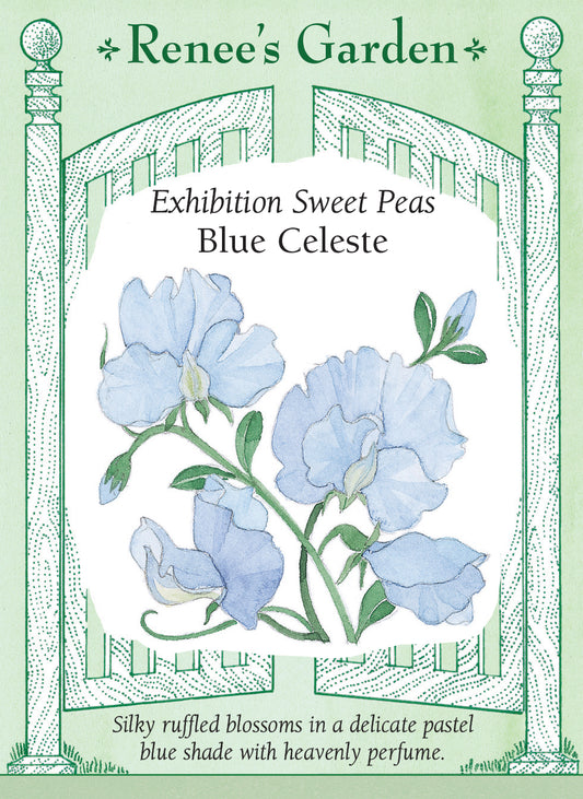Packet with illustration of blue sweet peas and text about Exhibition Sweet Peas 'Blue Celeste'.