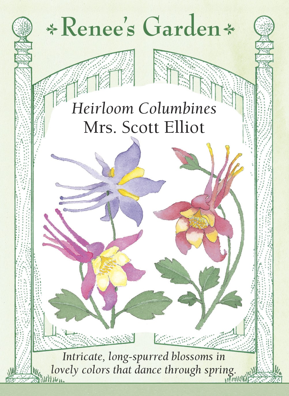 'Mrs. Scott Elliot' Heirloom Columbines – Renee's Garden