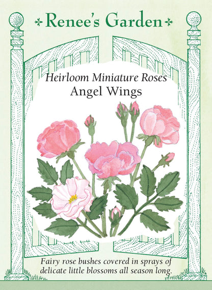 angel rose seeds Heirloom Miniature Roses